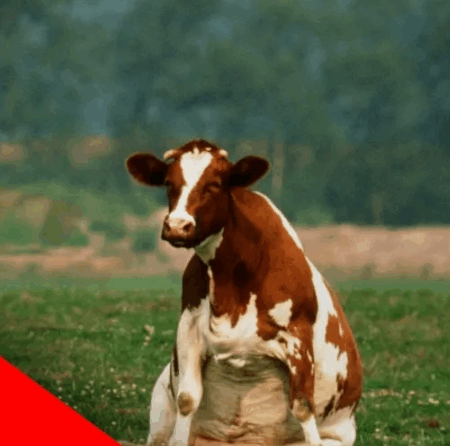 A French Village Bets Big on the “Organic Cow Dung Lottery”