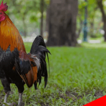 Despite the Ban, Online Cockfighting in the Philippines Remains Widespread: Study